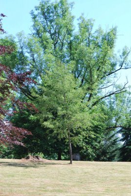 Alnus glutinosa 'Laciniata' - olše lepkavá (82)